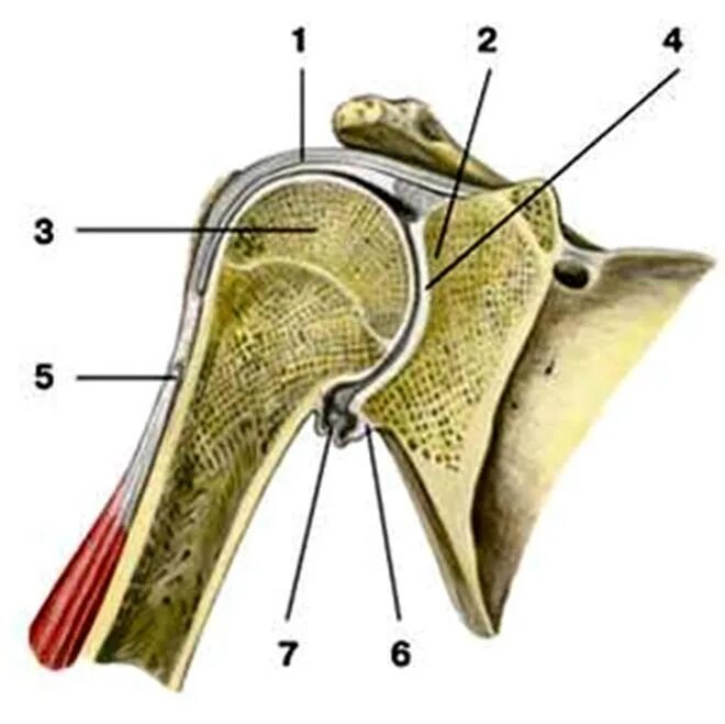 Дисторсия плечевого сустава. Соединение костей свободной верхней конечности с плечевой сустав. Плечевой сустав анатомия Recessus. Верхняя головка плечевой кости.