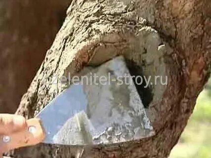 Чем замазать дупло в стволе яблони
