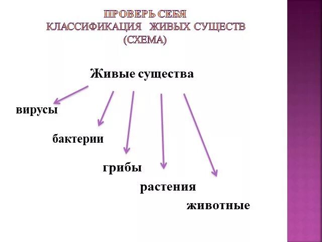 Классификация живых существ 3 класс. Живый е существа организмы. Живые существа организмы 3 класс. Животное живое существо схема.