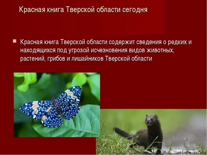 Тверская красная книга