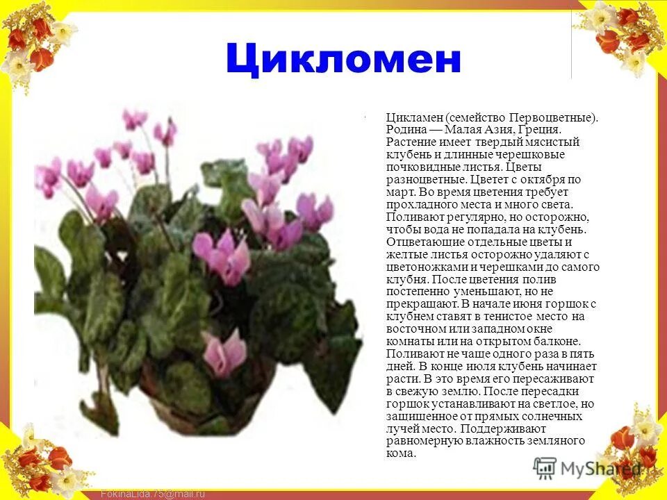 Цикламен фото и описание. Цикламен Родина растения. Цикламен цветок Родина растения. Родина цикламена. Семейство Первоцветные.