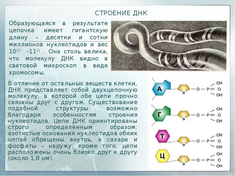 Какую спираль имеет днк. Длина днк. длина молекулы днк. длина днк человека.