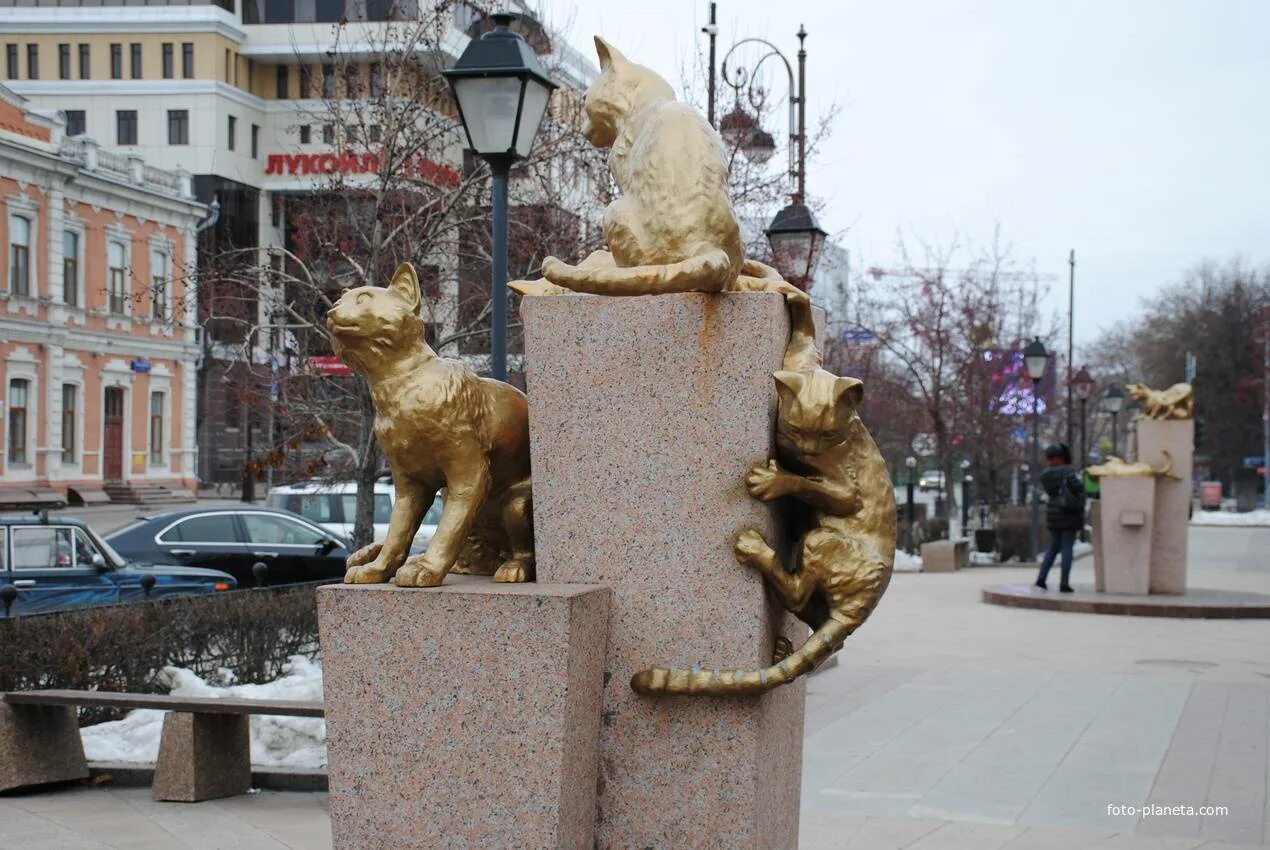 Сибирские кошки тюмень