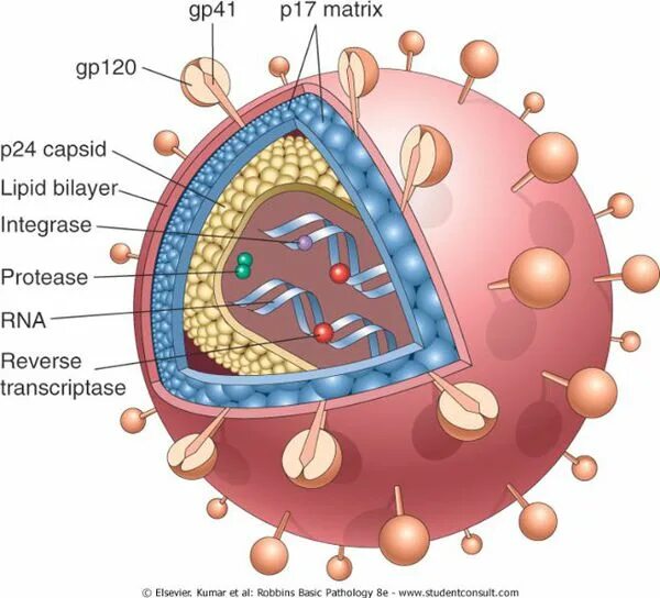 Строение вич. ВИЧ структура вириона. Структура вируса СПИД. Строение вируса ВИЧ. Вирус иммунодефицита человека строение.
