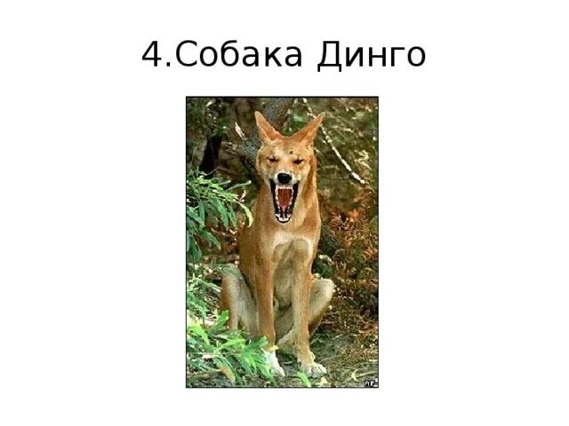 Где обитает собака динго на каком материке. Динго мем. собака динго мем. дикая собака динго мем. динго собаки приколы.