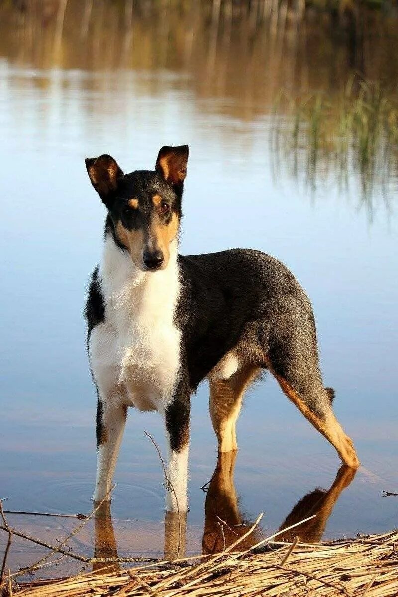 смус колли. гладкошерстный колли. жесткошерстный колли. колли короткошерстный шотландская овчарка. шотландский колли гладкошерстный.