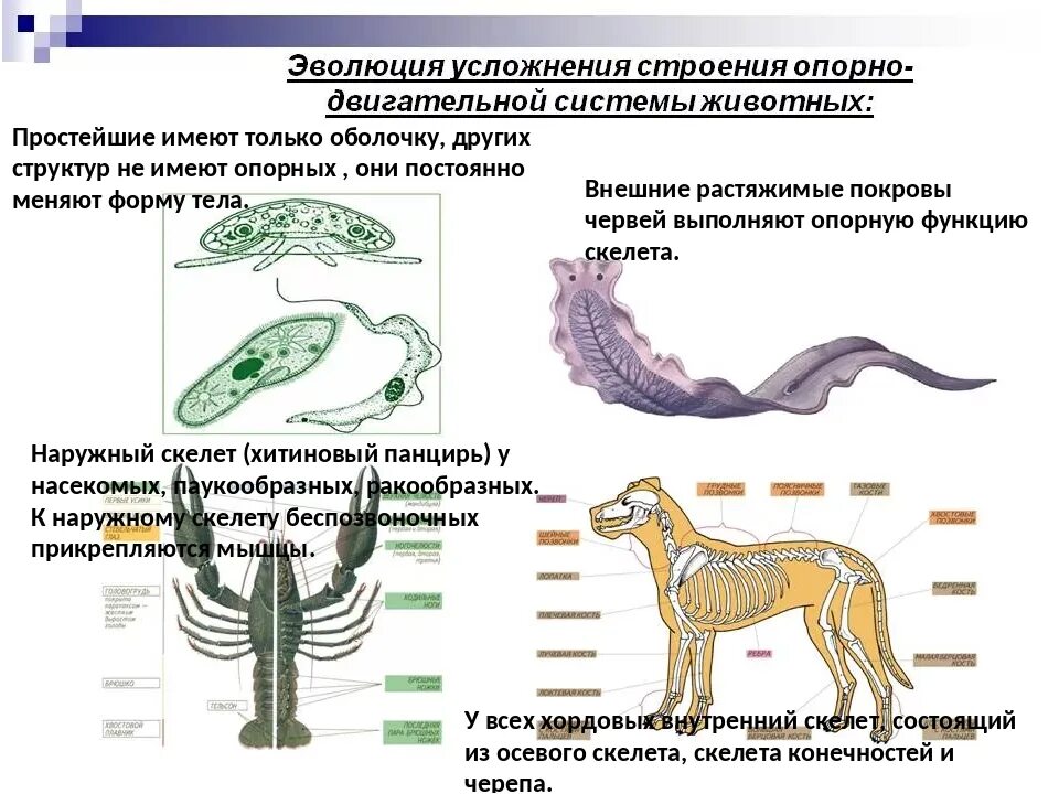 Эволюция органов и тканей. Характеристика эволюции опорно двигательной системы животных. опорно двигательная система беспозвоночных. строение опорно двигательной системы позвоночных. эволюция опорно двигательной системы хордовых.