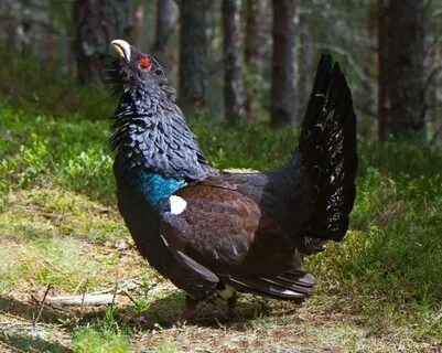 Тетерев и глухарь