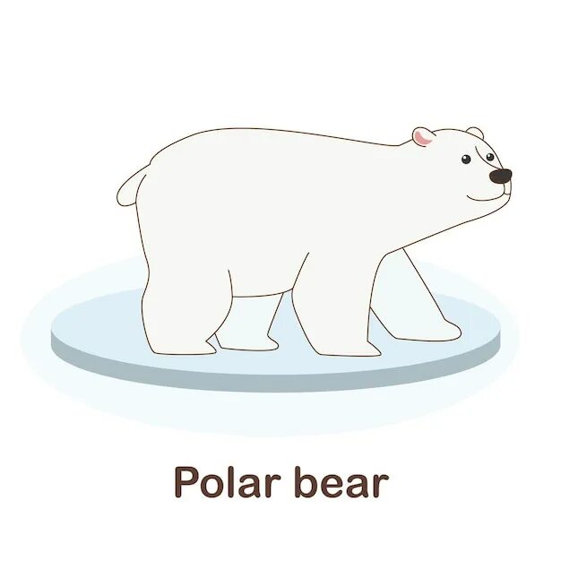 Polar перевод. Polar Bear Flashcard. Polar Bear Flashcards for Kids. Polar Bear picture for Kids. Белый медведь на английском.