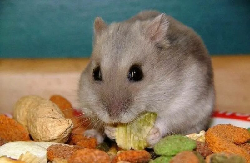 Джунгарский хомячок корм. Питание сирийского хомячка. Джунгарский хомяк питание. Питание джунгарских хомячков. Что любят есть хомяки.