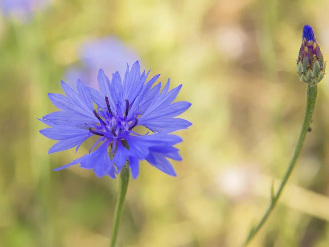 со василек. Centaurea cyanus (cornflower). василек блу медальон. василёк луговой (лат. василёк боровой.