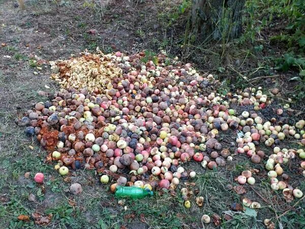 Можно ли гнилые яблоки в компост. Гнилое яблоко под деревом. яблоки гниют на ежах. старинная рубилка яблок. гнилые яблоки вкусвилл садовые.
