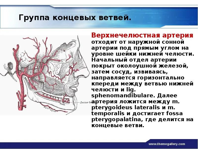 A maxillaris. Конечные ветви наружной сонной артерии. Ветви 2 отдела верхнечелюстной артерии. Верхнечелюстная артерия ветви схема.
