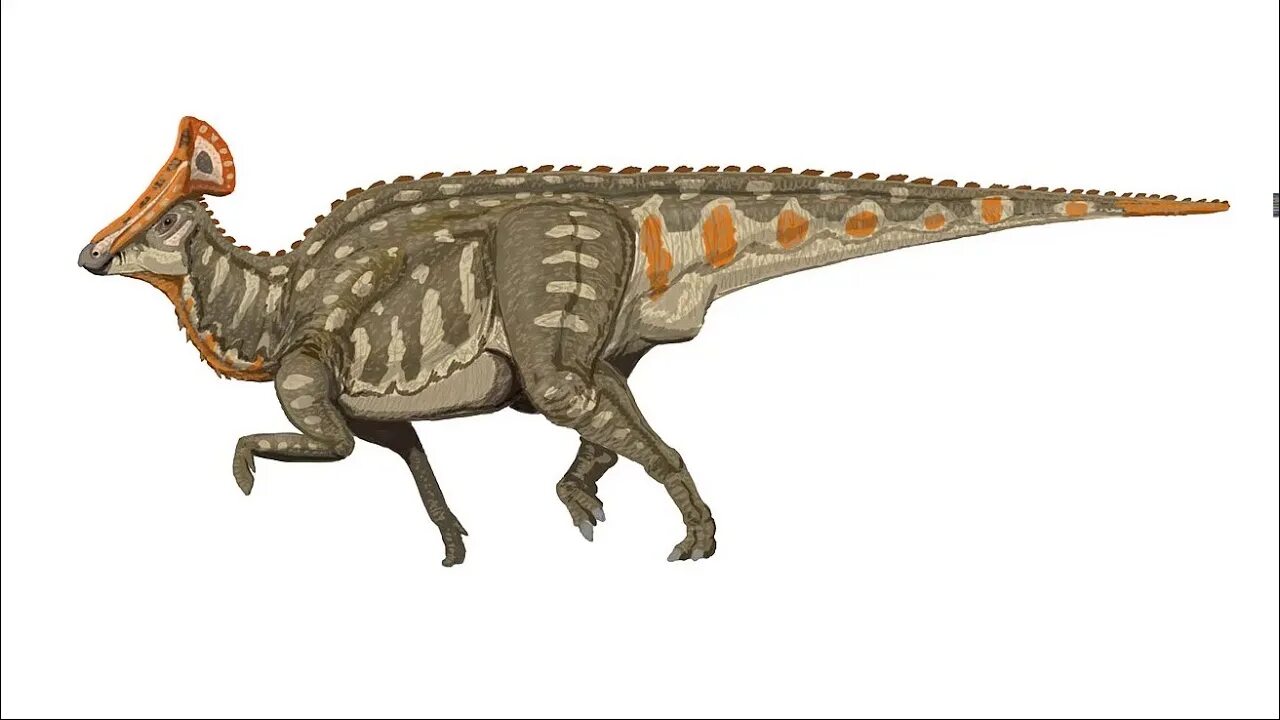 Птицетазовые. Олоротитан динозавр. Majungasaurus. Птицетазовые динозавры.