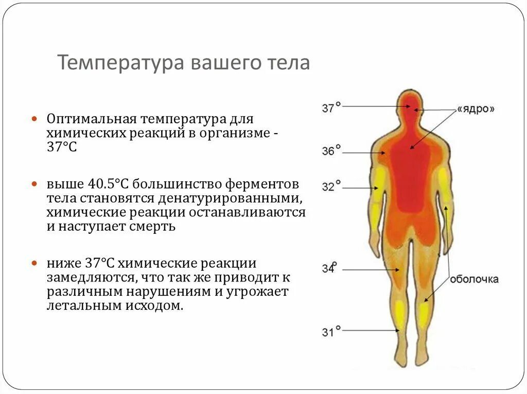 Температура вашего тела