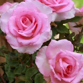 Marvels rose