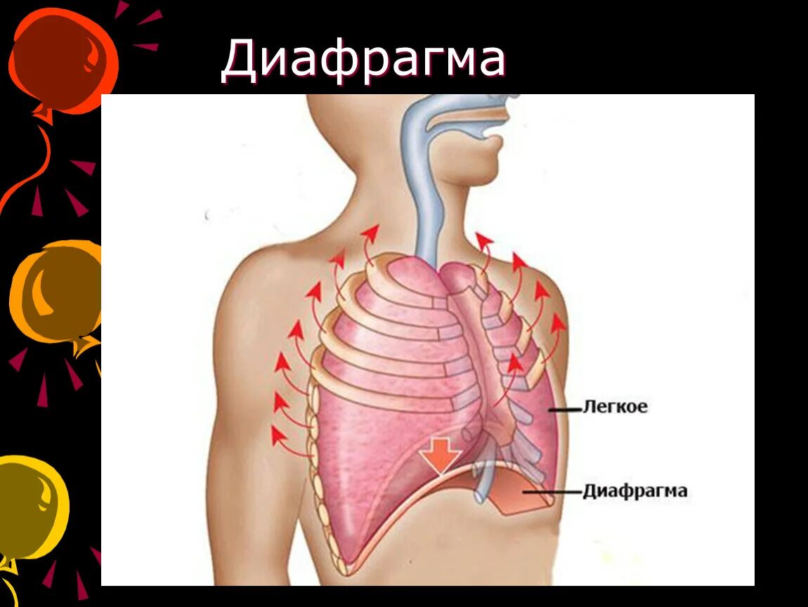 Диафрагма где находится фото