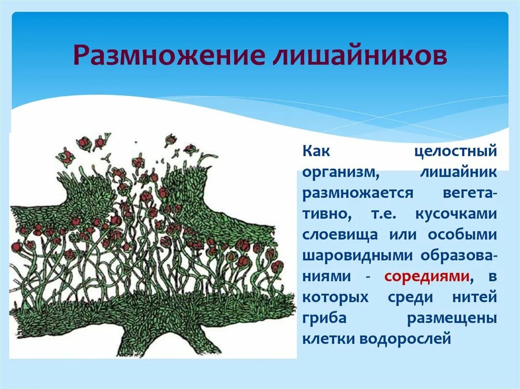 Лишайники относятся к группе. Фрагментация лишайника. Лишайники слоевище размножаются. Лишайники строение размножение. Грибница лишайника.