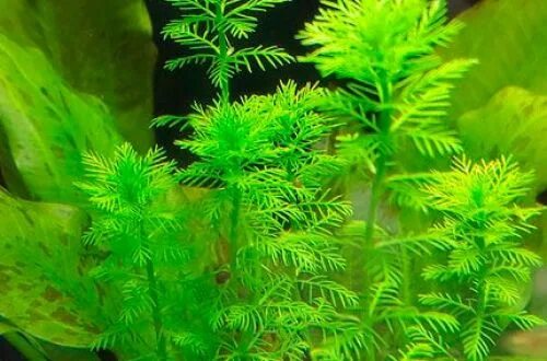 Научное название живородки растения фото Гидротрихе (Hydrotriche hottoniiflora): описание, содержание, фото и отзывы