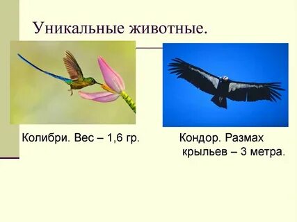 Размах крыла