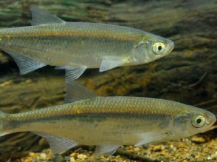 Paprastoji aukšlė Alburnus alburnus 7-13cm B. KARPIAŽUVĖS - CYPRINIFORMES ŠM. Ka