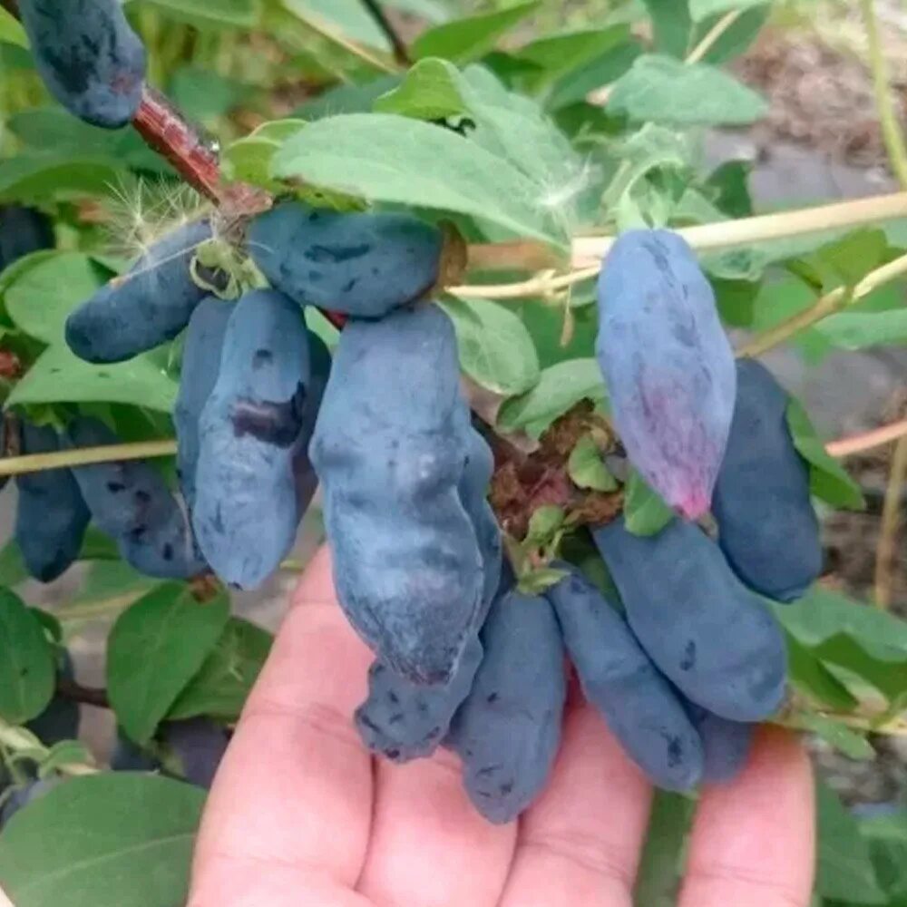 Бакчарские сорта