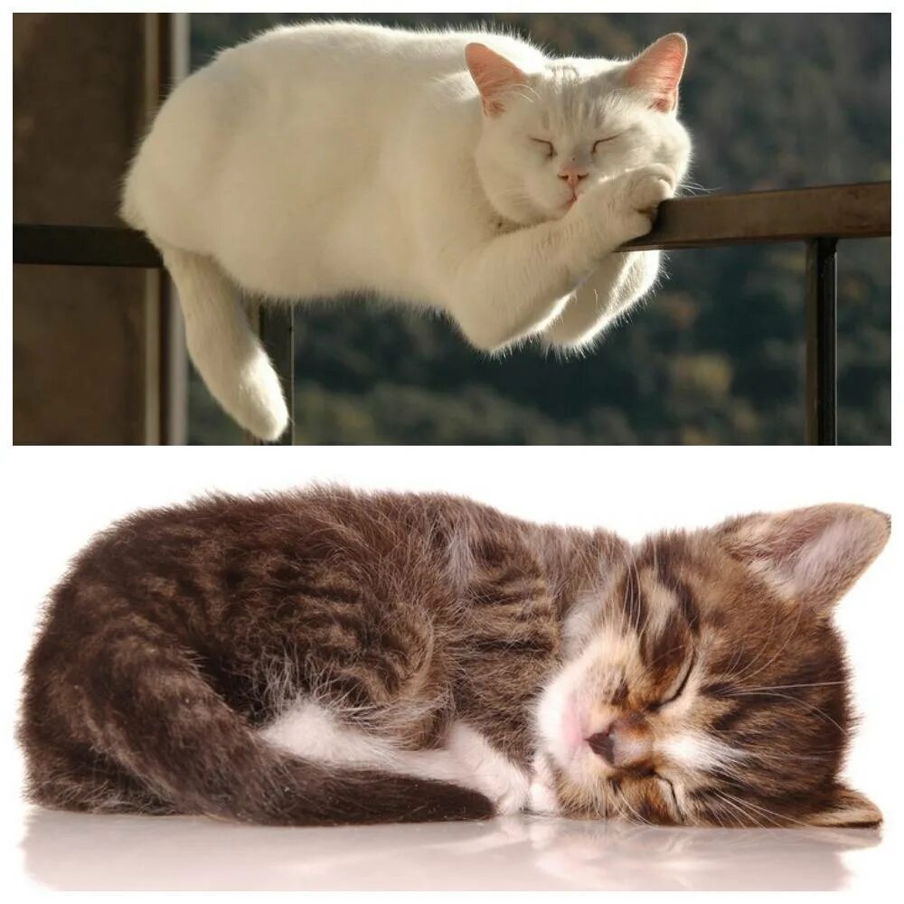 Сколько спят котята в 2. К чему снятся котята. Кошка с котятами во сне.