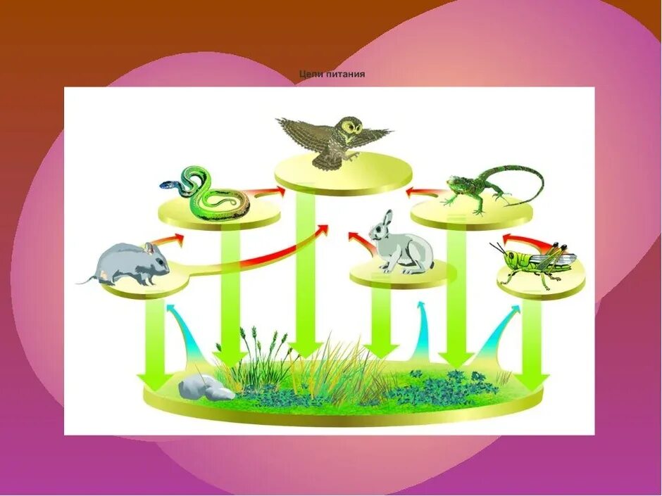 Рисунок природного сообщества 5 класс. Экологическая пищевая цепочка. Пищевые Цепочки для дошкольников. Экосистемы для дошкольников. Цепочки питания для дошкольников.