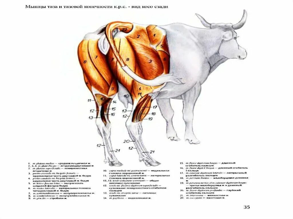 Что у коровы впереди у быка позади. Мышцы тазовой конечности КРС. Анатомия мышц задней конечности КРС. Анатомия задних конечностей коровы. Мышцы туловища анатомия КРС.