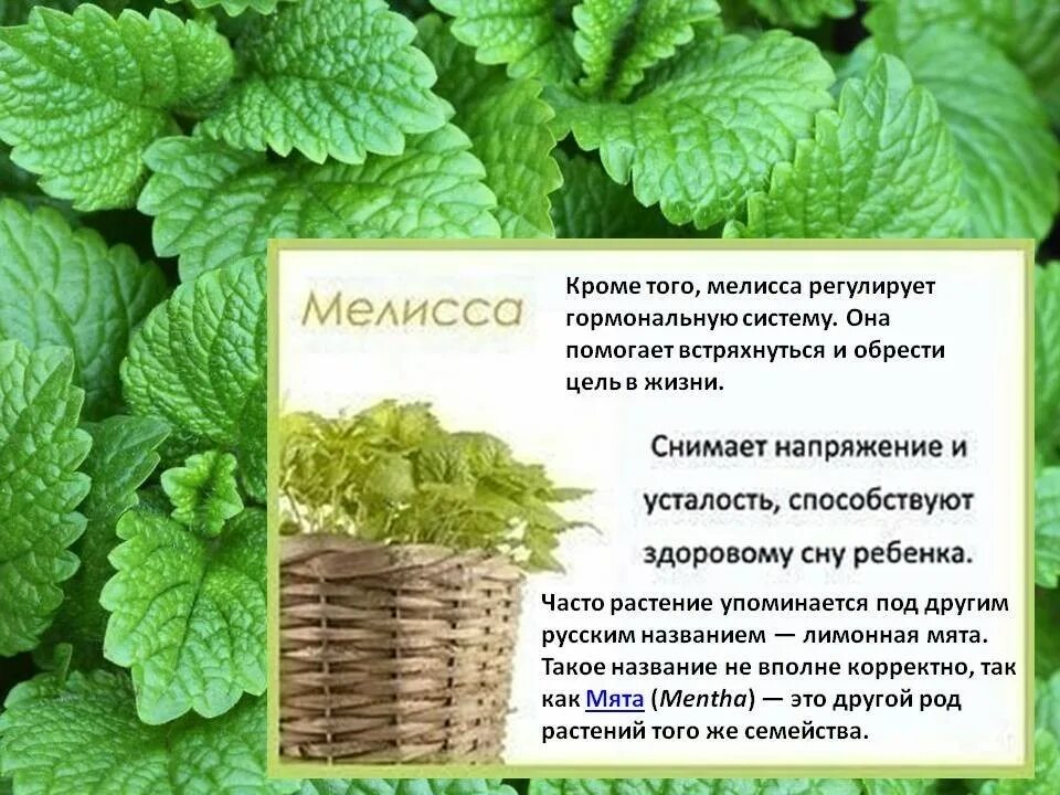 Какие свойства мелиссы. Какие свойства мелиссы