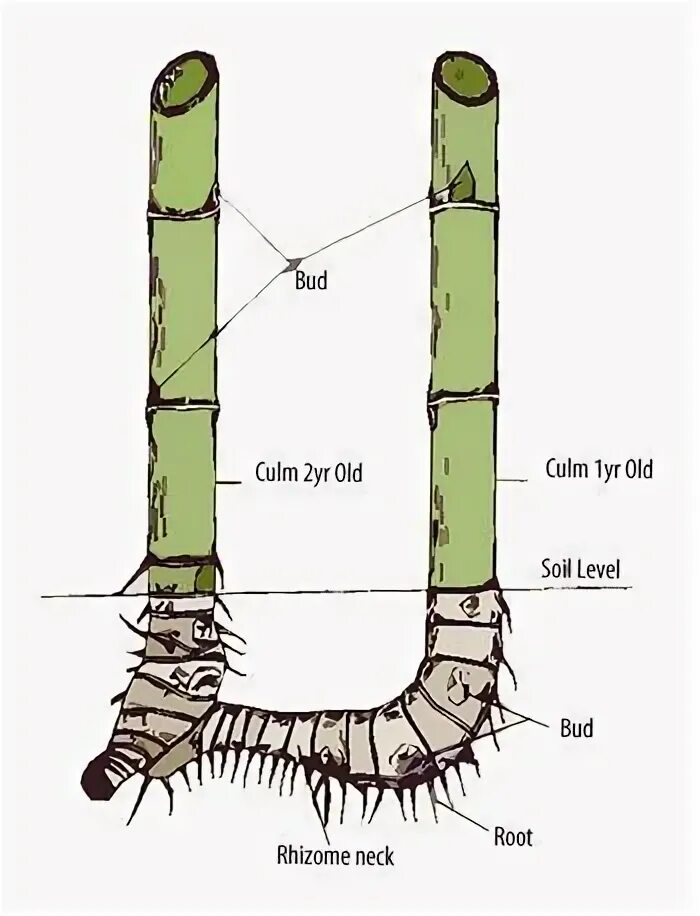 Как подключить bamboo