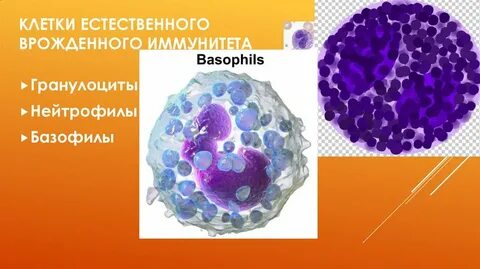 Клеточное звено