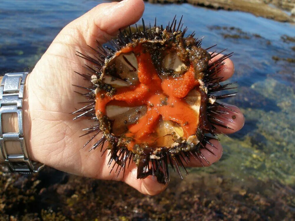 Едят ли икру морских ежей. Морской еж еда икра. Морской еж деликатес. Урчин морской еж. Морской еж икра.