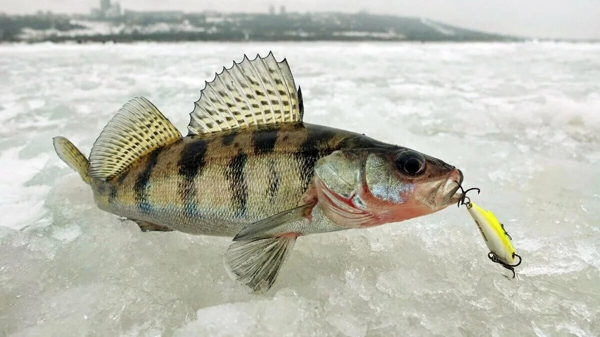 Судак щука джиг. Судака. Зимние приманки на судака. Берш и судак. Блесна окуневая зимняя.