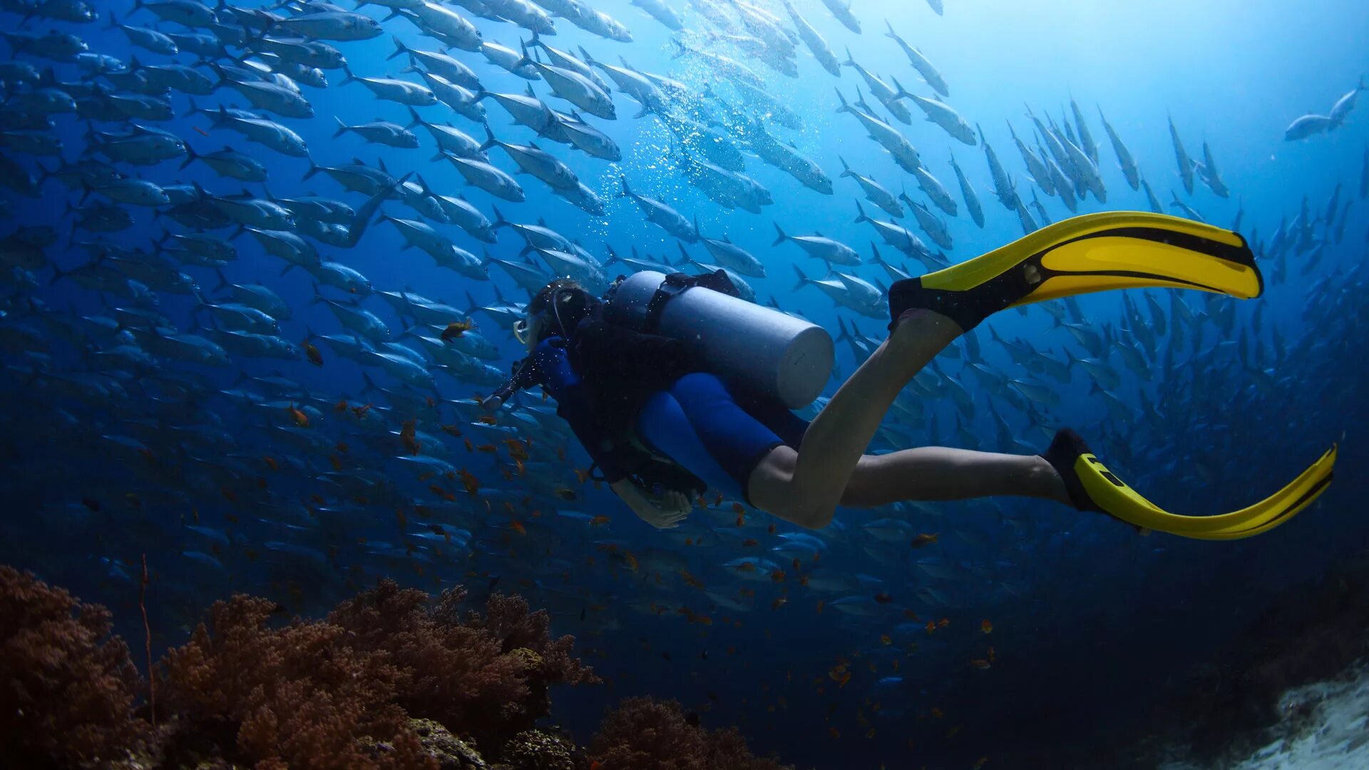 аквалангист под водой. подводное путешествие. скуба дайвинг. подводное путешествие. подводное путешествие.