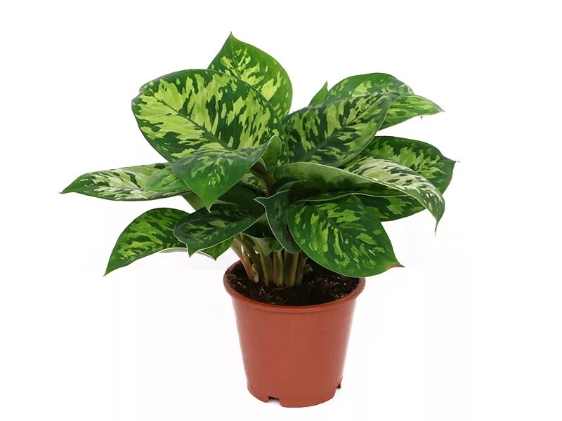 Хомаломена камуфляж. Аглаонема бриллиант грей. Хомаломена уоллеса. Хомаломена мэгги. Хомаломена камуфляж.