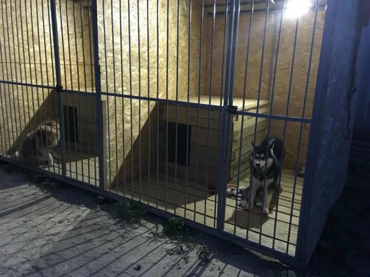Передержка собак на даче. Передержка щенков. Передердка для соьакиек улице. Гостиница для собак. Длительная передержка собак.
