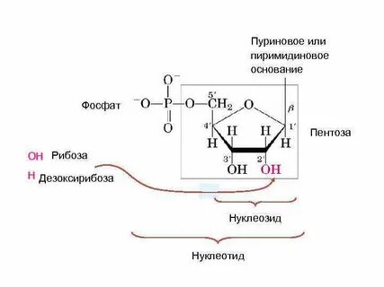 Пентоза атф