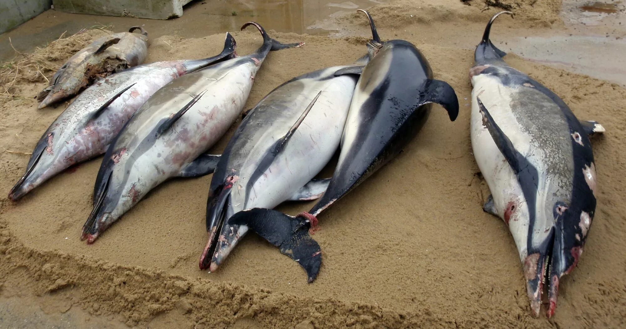 Дельфин выброшенный на берег. Почему дельфинов выбрасывает на берег