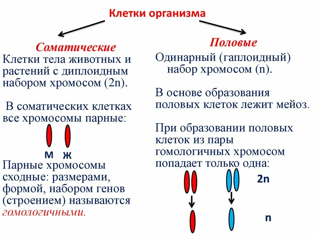 Какие типы хромосом вам известны. Клетки набор хромосом соматические диплоидный половые ?. Набор хромосом половой клетки 2n. Соматическая клетка это диплоидный и гаплоидный набор. Хромосомные наборы соматических и половых клеток кратко.