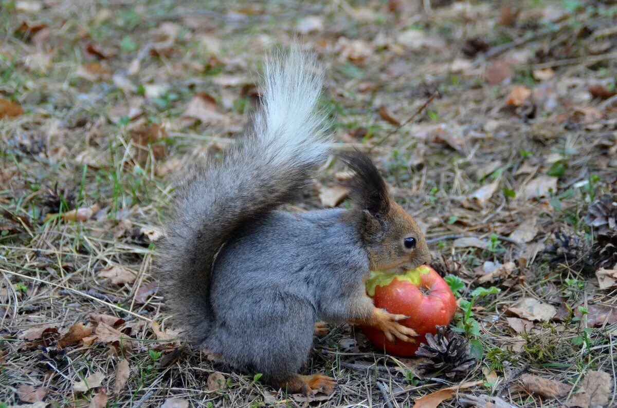 Белки в стамбуле. Сайт бельчонок. Белка с бельчатами. Бельчонок. Сайт бельчонок.