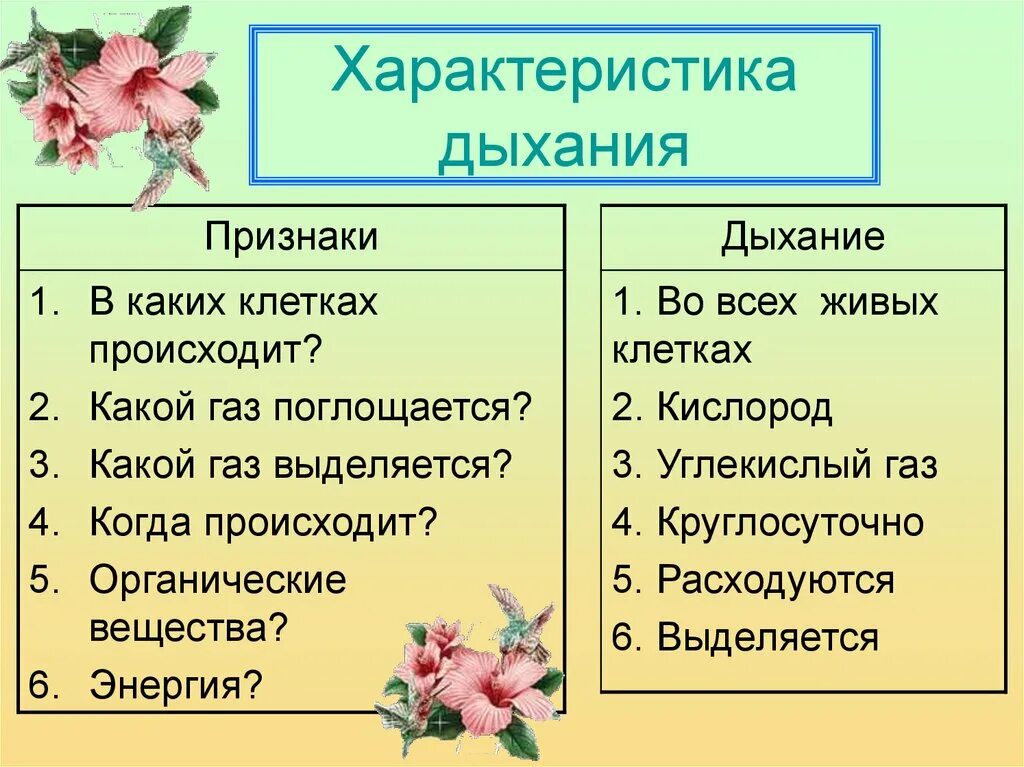 В каких клетках происходит процесс дыхания растений. Дыхание 6 класс биология. Дыхание растений. Дыхание растений и животный. Дыхание растений и животных 6 класс биология.