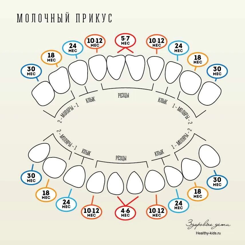 Сколько по времени лезут зубы у малышей. Схема зубов у ребенка как лезут до 1 года. зубы у детей схема прорезывания молочных зубов. схема вылезания зубов у ребенка молочных. порядок роста молочных зубов у детей схема.