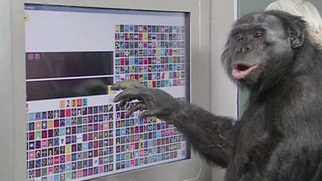 Какой язык разработан для обучения обезьян. Карликовый шимпанзе канзи. Какой язык разработан для обучения обезьян. Человекообразные обезьяны шимпанзе. Сходства в поведении человека и обезьяны.