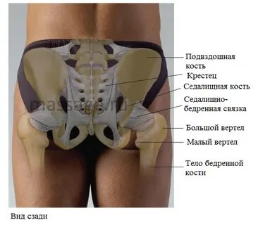 Между тазом и бедром