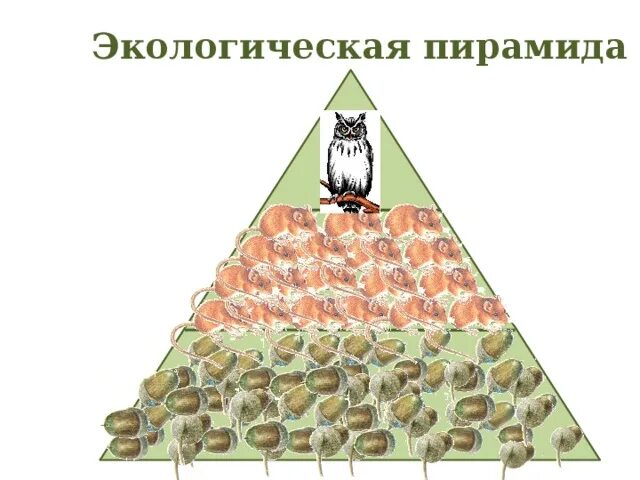 Экологическая пирамида 3 класс окружающий мир. Экологическая пирамида это в биологии. Трофический уровень экологической пирамиды. Экологическая пирамида биоценоза