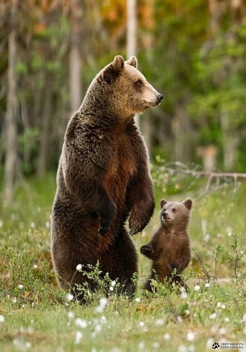Медведица с медвежатами. Медведь Медведица Медвежонок. Медведица с межвежатам. Бурый медведь. Собака привела медведей к хозяину