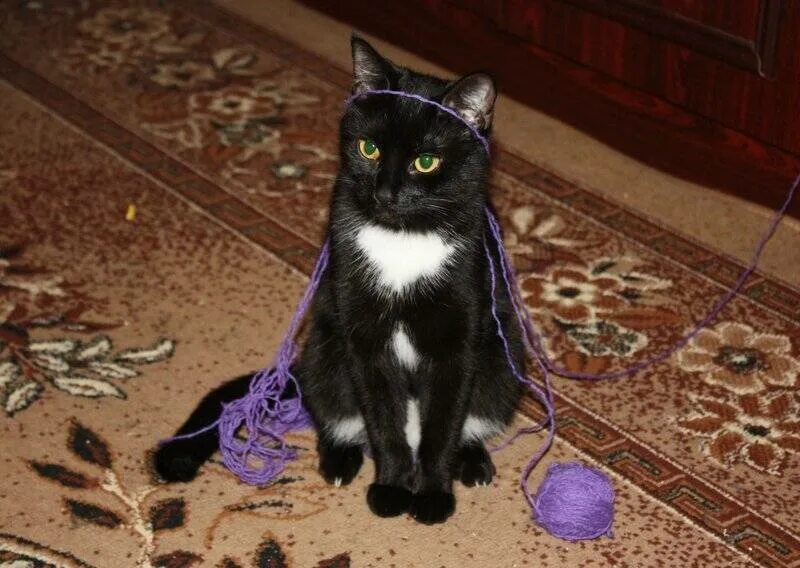 Черные коты в доме. Чёрная кошка в доме. Черный котенок играется. Черный котенок в доме. Черная кошка играть