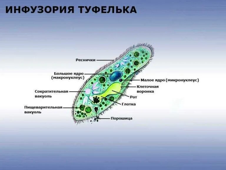 Инфузория туфелька структура. Сократительная вакуоль инфузории. Инфузория туфелька Трихоцисты. Тип питания инфузории туфельки. Схема строения инфузории туфельки.