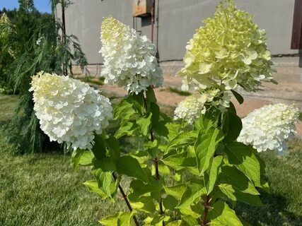Карликовые гортензии метельчатые сорта с фото